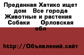 Преданная Хатико ищет дом - Все города Животные и растения » Собаки   . Орловская обл.